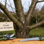 Tailler un cerisier adulte : sécateur et coupes au bourgeon